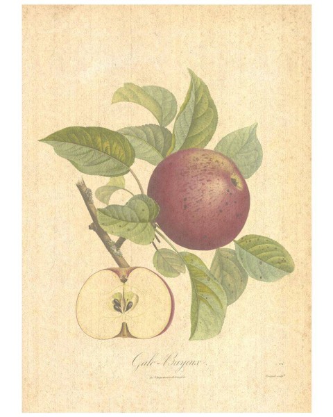 Flax Art Poster | Encyclopedia Apple B | FWP-AP-EN6B